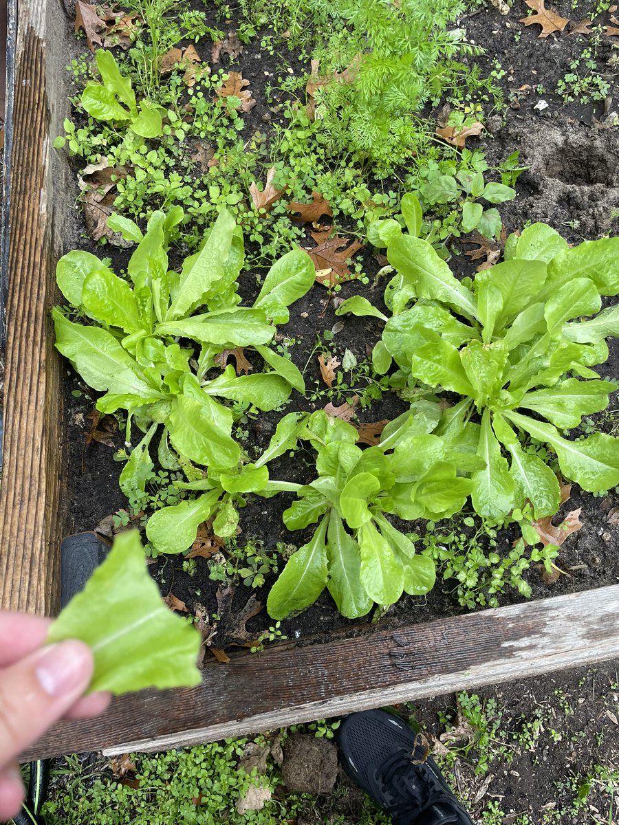 The babies are growing! The butter lettuce tastes pretty dang good