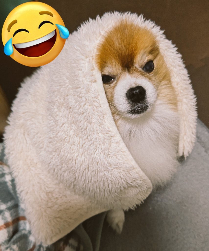 yuuiyuri's tweet photo. そしてこうなった。

ﾅﾆｽﾝﾀﾞｯ🐶💦
ｱﾀﾀｶｰ🐶
ｼﾞｬｼﾞｬｰﾝ🐶✨
#ぽんたくん #ポメラニアン
#誰だ https://t.co/UuCxGdajsL