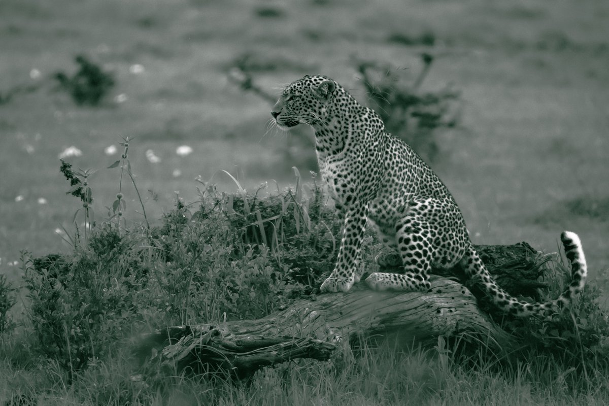 bownaankamal's tweet photo. Cats of Kenya
1) Serval Cat | Masai Mara | Kenya
2) Fig | Olare Motorogi | Kenya
3) Luluka | Masai Mara | Kenya
4) Serval | Masai Mara | Kenya
.
.
#kenya #catsofafrica #wildcats #africa #wildafrica #bownaankamal #masaimara #junglelife #africancats #destinationwild