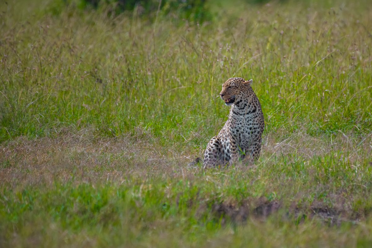 bownaankamal's tweet photo. Cats of Kenya
1) Serval Cat | Masai Mara | Kenya
2) Fig | Olare Motorogi | Kenya
3) Luluka | Masai Mara | Kenya
4) Serval | Masai Mara | Kenya
.
.
#kenya #catsofafrica #wildcats #africa #wildafrica #bownaankamal #masaimara #junglelife #africancats #destinationwild