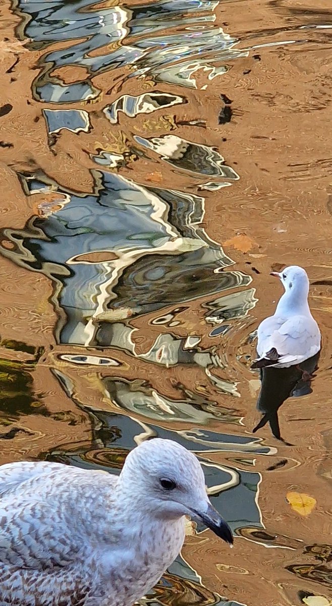 #zilverneeuw #herringgull #kokmeeyw #blackheadedgull #lijnbaansgracht  #amsterdam #mobilephotography #nofilter #birds #vogels #birdlover #birdphotography #animalphotography #birdsofinstagram #dailybird🐦