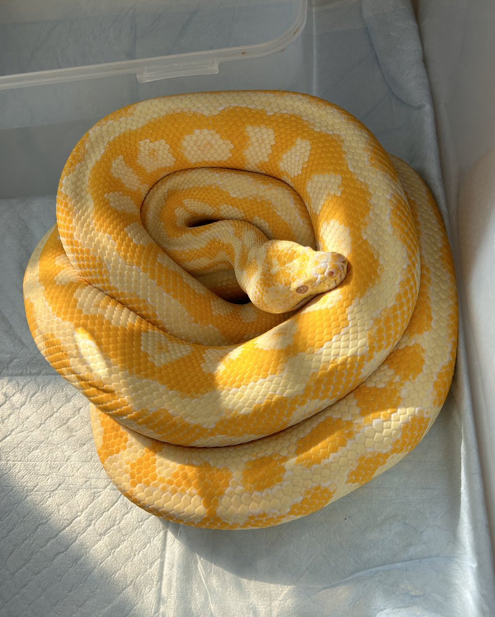 HighREP008's tweet image. 綺麗な一本脱ぎを決めてくれましたので、これは額縁に飾ります✨🐍