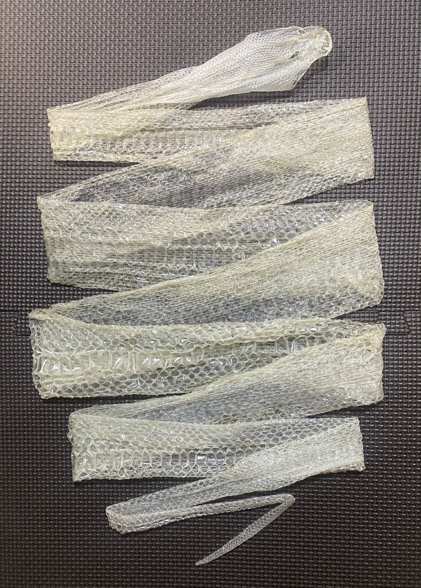 HighREP008's tweet image. 綺麗な一本脱ぎを決めてくれましたので、これは額縁に飾ります✨🐍