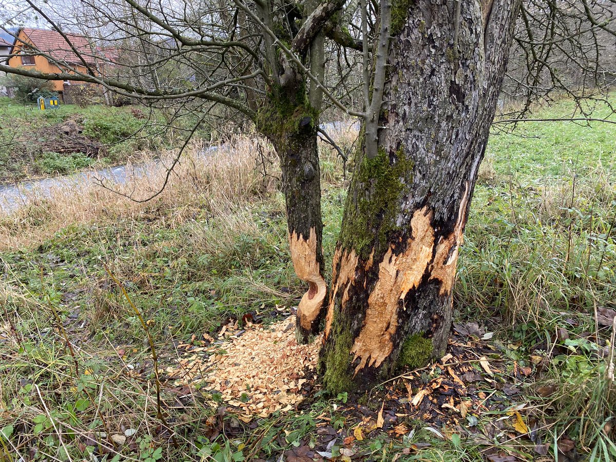 BarboraKolackov's tweet photo. Rožnovská Bečva.
Pochůzky s cílem fluviálně-geomorfologického mapování. 
Celkem překvapilo 🦫🪵 https://t.co/v0l97LRgKp