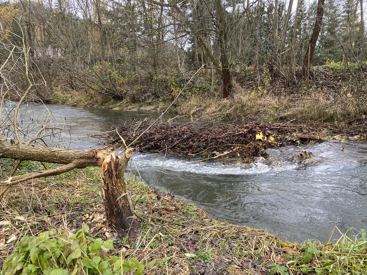 BarboraKolackov's tweet photo. Rožnovská Bečva.
Pochůzky s cílem fluviálně-geomorfologického mapování. 
Celkem překvapilo 🦫🪵 https://t.co/v0l97LRgKp
