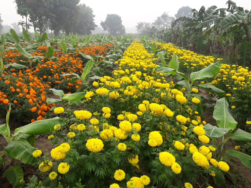 PotliNews's tweet photo. खेती से रोज कमाई कैसे की जाए
कौन सी फसल किस समय लगाई जाए, जिससे हर दिन,हर महीने कहीं न कहीं पैसा आता रहे
जानिए #UttarPradesh के किसान यदुनंदन सिंह पुजारी से

देखिए वीडियो- https://t.co/hZjKHgE0R5

#तकनीकसेतरक्की #farming #agriculture #Farmincome https://t.co/AdiMftOhOx