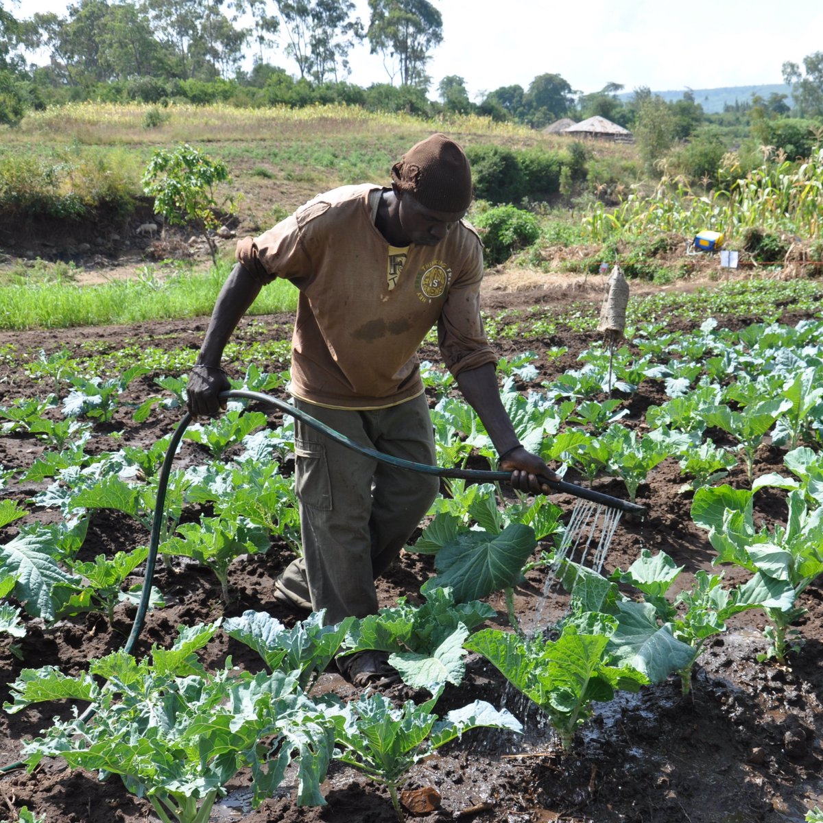 SDG2AdvocacyHub's tweet photo. Climate change and tackling the #globalfoodcrisis go hand in hand. At the UK #GlobalFoodSecuritySummit, leaders must commit to supporting smallholder farmers on the frontline to adapt. Learn more👉 https://t.co/3fPWqyaJ4I
#StepUpSaveLives #GFSS23 @IFAD @HungryForAct @UnitedAMH https://t.co/Uv2KudYBbw