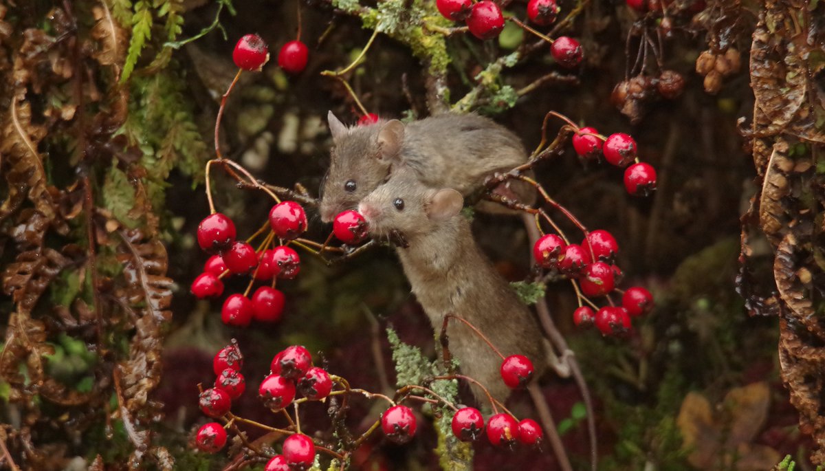 simon_dell_tog's tweet photo. #mousevillage #mousetown #mousecity #mouseville #mousegarden #Brambles #berries #cottage #georgethemouse #logpile #woodpile #builtwithlove #thetrueorginal #stonewall #mousewall #rodents https://t.co/JK3OfTpipx