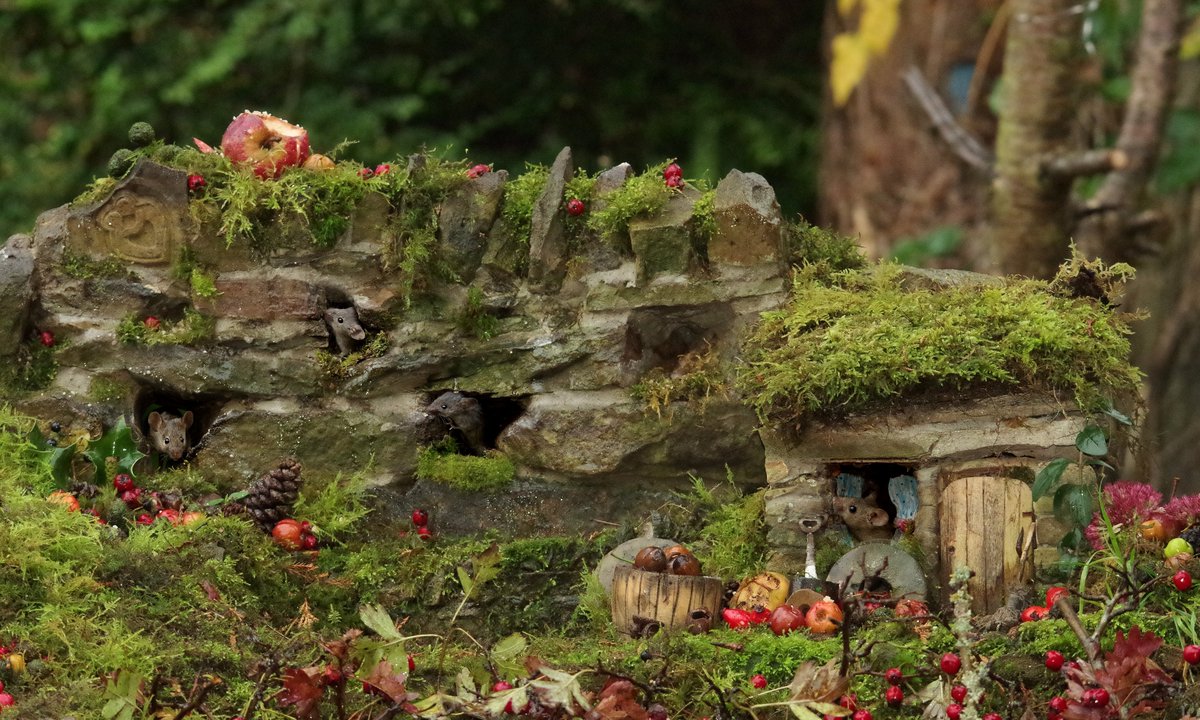 simon_dell_tog's tweet photo. #mousevillage #mousetown #mousecity #mouseville #mousegarden #Brambles #berries #cottage #georgethemouse #logpile #woodpile #builtwithlove #thetrueorginal #stonewall #mousewall #rodents https://t.co/JK3OfTpipx