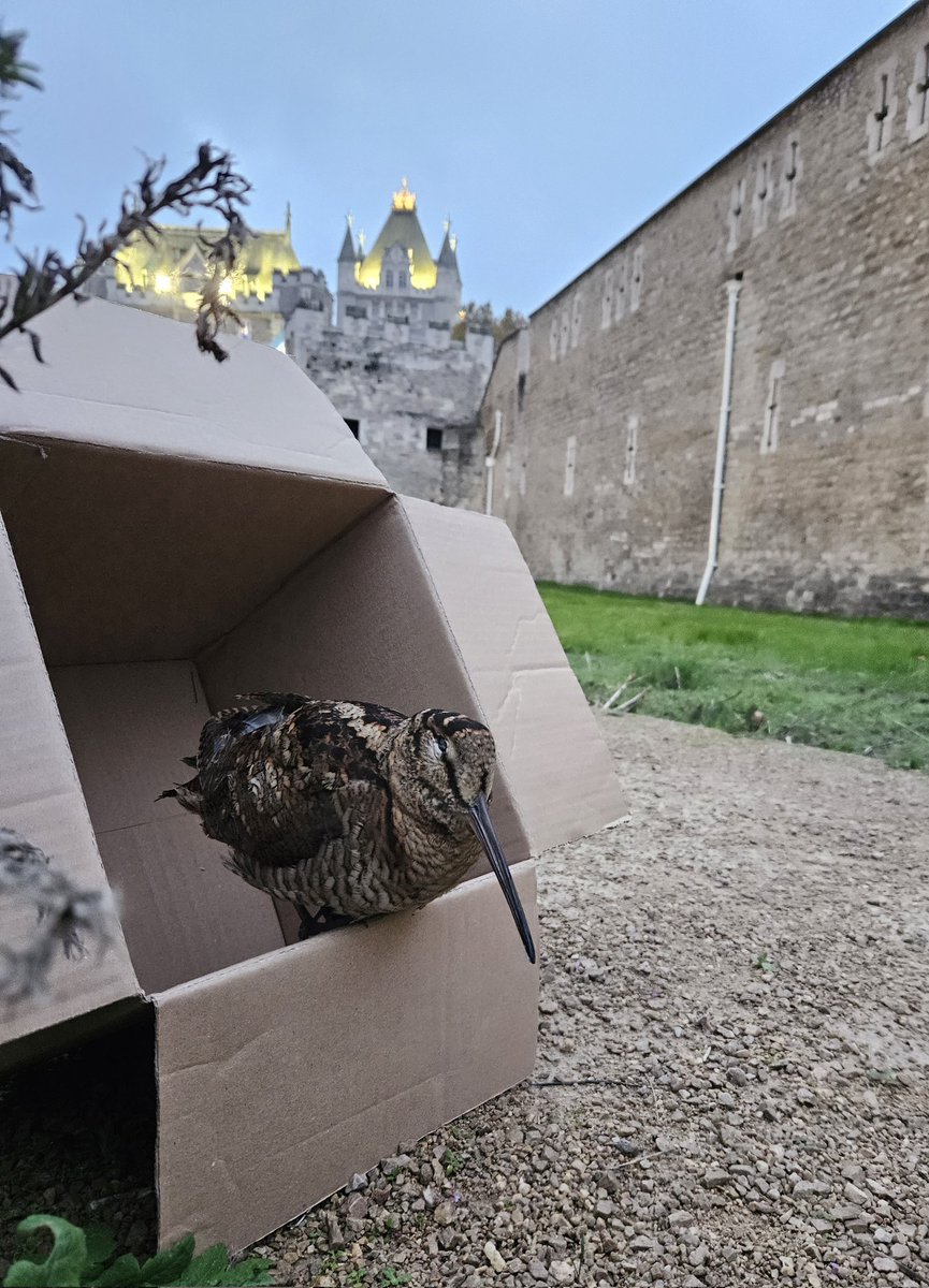BeeRfeater's tweet image. This charming woodcock was found in the Tower earlier. After some R&amp;amp;R, the little rascal has now flown off. Thank you to all involved in this happy ending. #RSPCA #RSPB #Basher