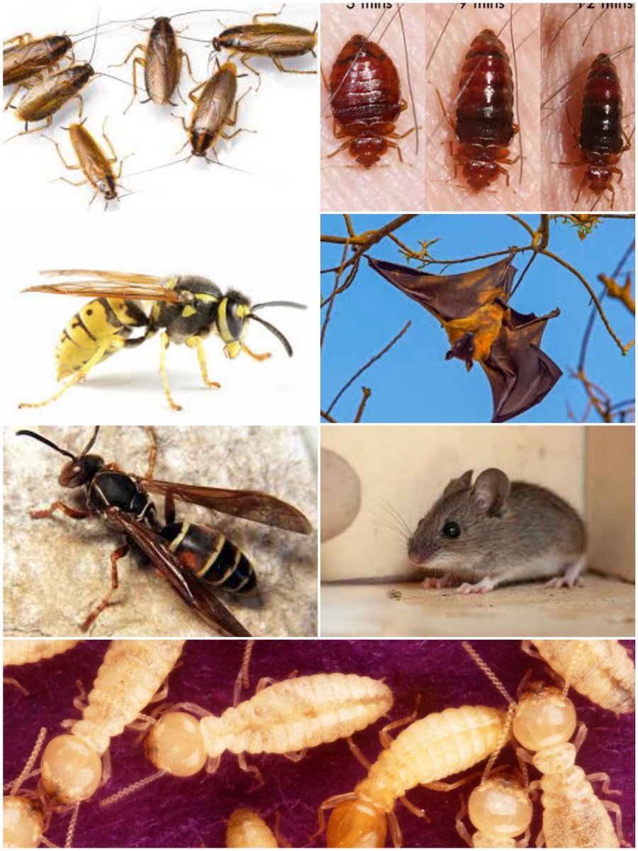 OmareMusa's tweet photo. @ntvkenya FUMIGATION AND PEST CONTROL SERVICES 0738381485.  Professional fumigation and pest control services targeting removal  of insects (bees, wasps, bedbugs, cockroaches, fleas, ticks, lice, termites, ants, mosquitos), rodents (rats, mice), reptiles (snakes &amp; lizards), birds &amp; bats https://t.co/cS9JdnPwew