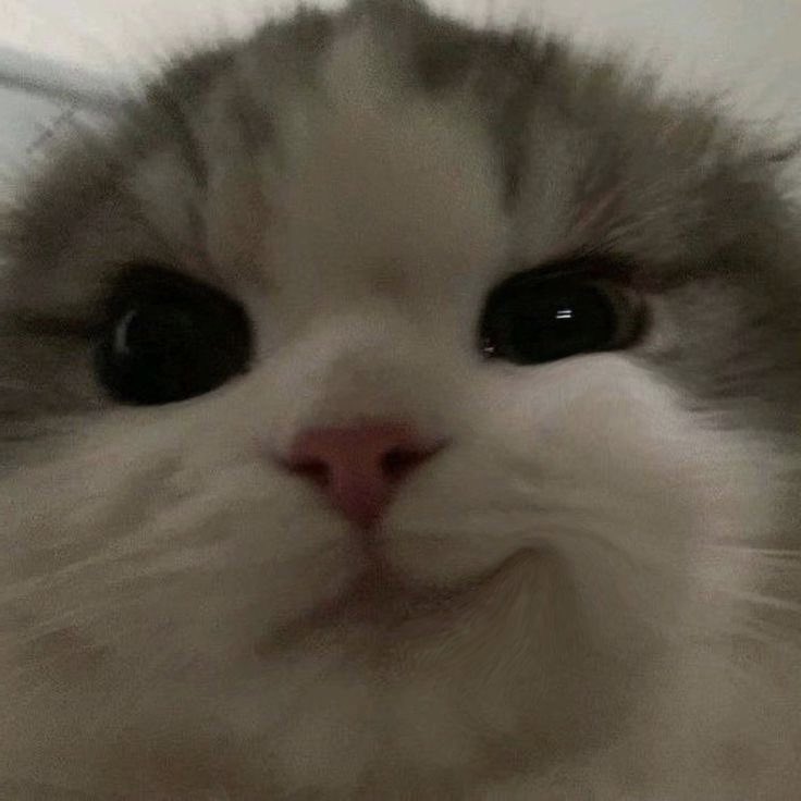 lee know as cats 🐱 (@linoascats) on Twitter photo 