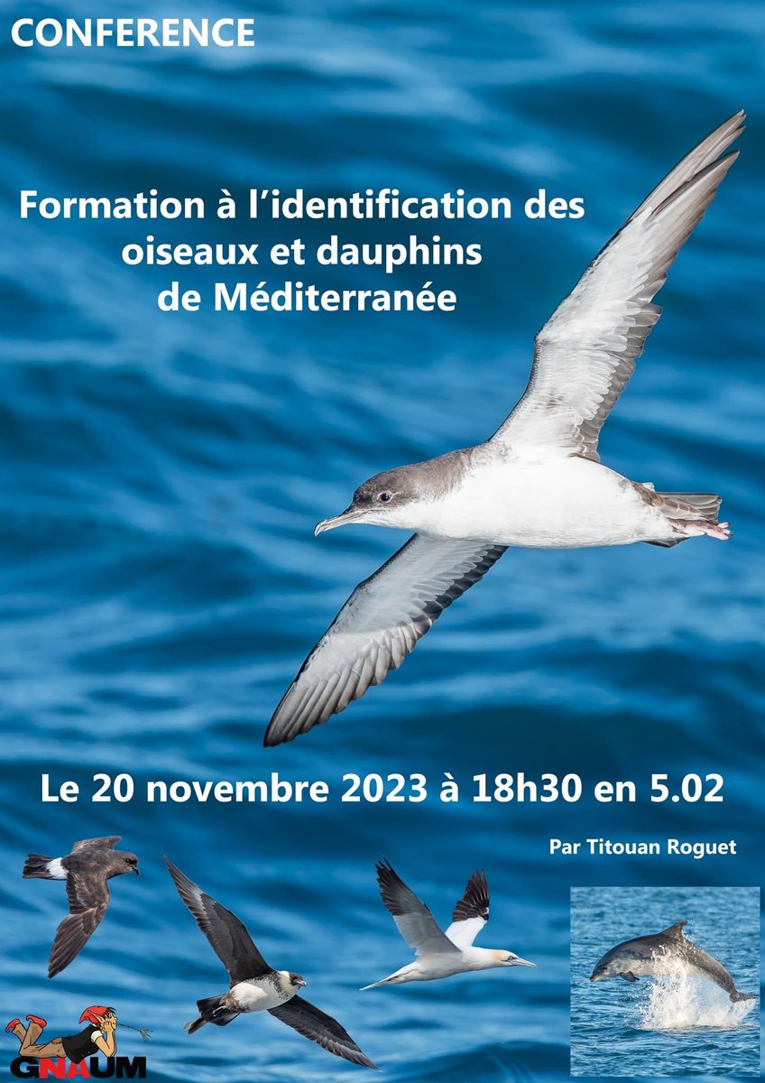 assognaum's tweet photo. Bonjour les Gnaumes ! 
Nous vous invitons à notre première #conférence de l’année, présentée par Titouan Roguet. 
Rendez-vous demain à 18h30 à la @FacsciencesUM, bâtiment 5 amphi 2 pour découvrir les oiseaux et dauphins de Méditerranée. 

#biodiversité #mediterranee #montpellier https://t.co/2oJlb0aH70