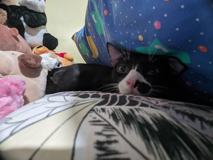 good night 