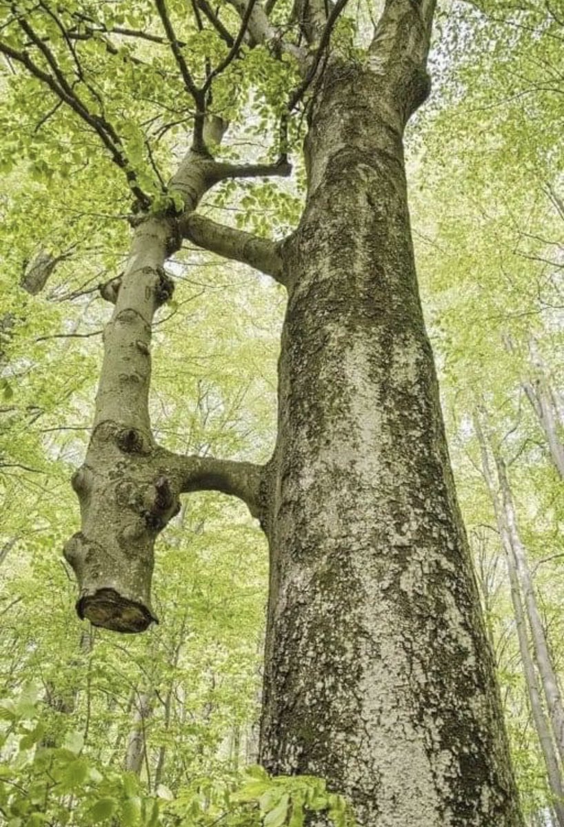 dimplecraze1's tweet image. A friend sent this to me and I am amazed how strong trees are. I am sure #RM would love this one. The thinner tree was cut years ago and the big one has been holding and feeding it since then. They "wake up" together in the spring and "go to sleep" together

#ProtectOurTrees