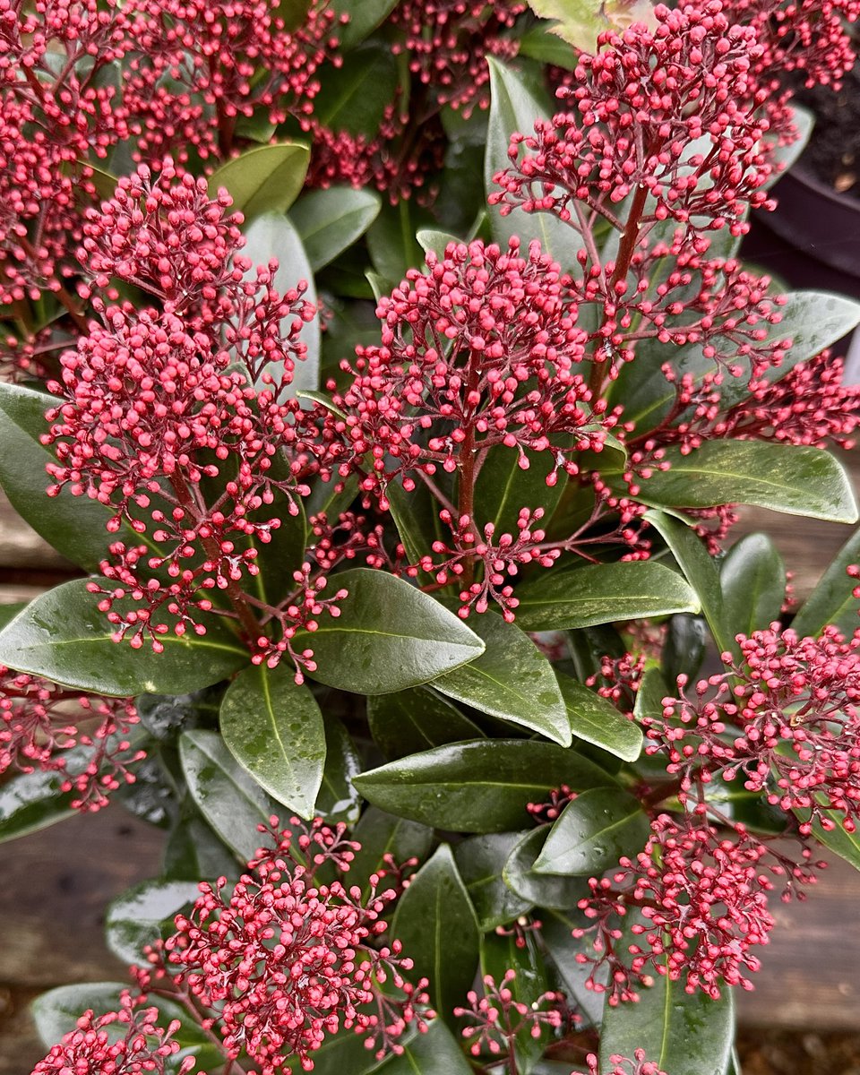 Always a great show of late colour ❤️Skimmia japonica 'Rubella' 🌿#Flowers #Gardening #FlowerHunting