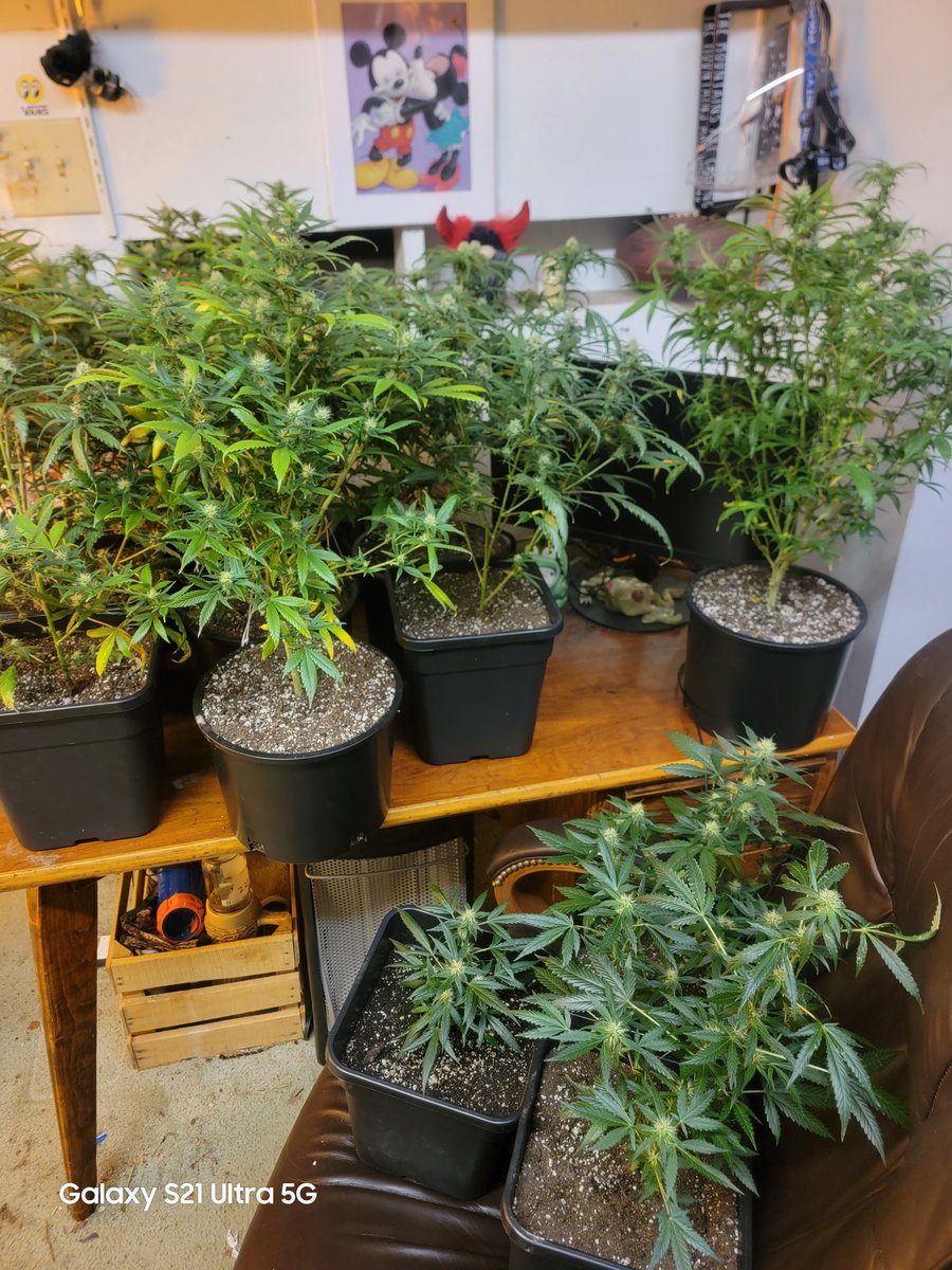 CannaFied tweet media