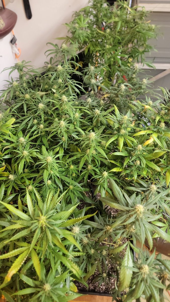 CannaFied tweet media