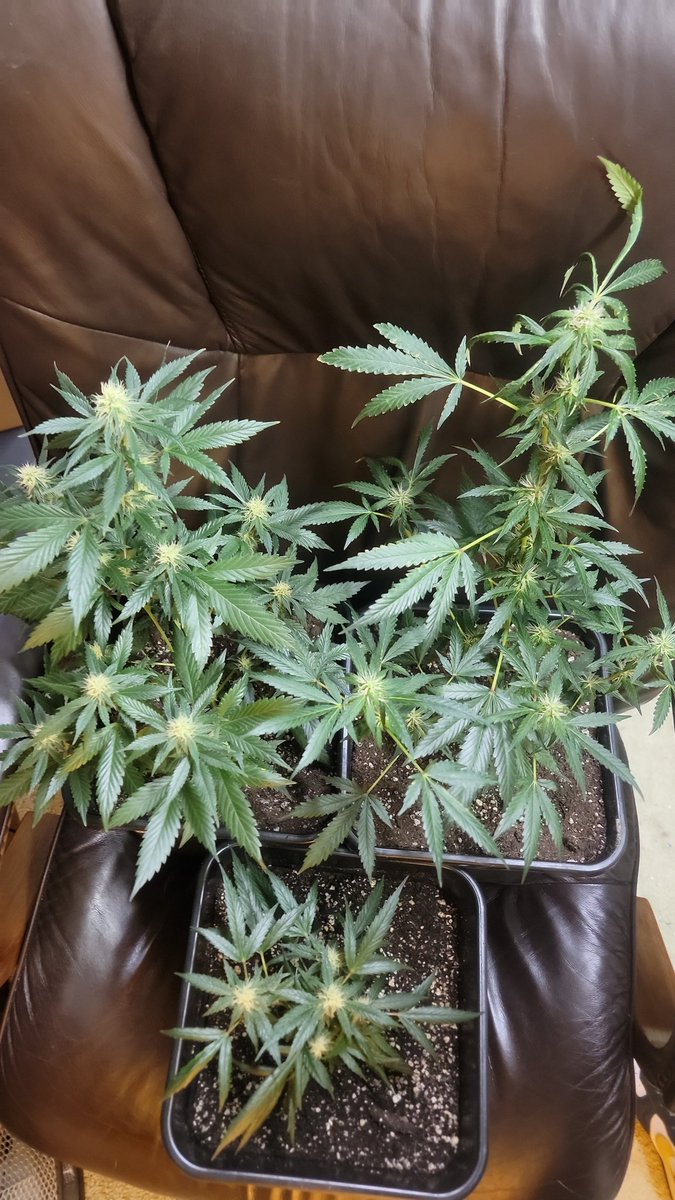 CannaFied tweet media
