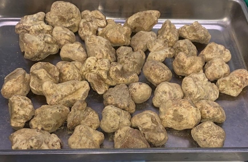 White truffle prices slashed again for this coming week. Contact me for details. 

#whitetruffles #restaurant #ingredients #luxury #decadence #aaguide #aarosette #michelinguide #michelinstar #chefsofinstagram #trufflelife #trufflemerchant #sybaritic