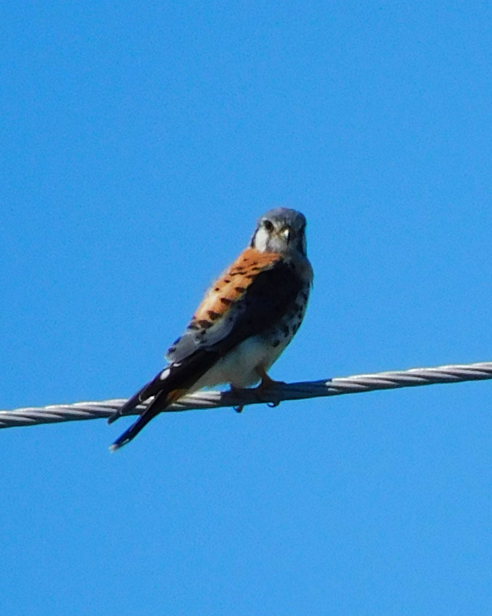 Opened the front door, and bam, raptor in my face 🤷‍♀️🤣 This not so good shot taken with phone.