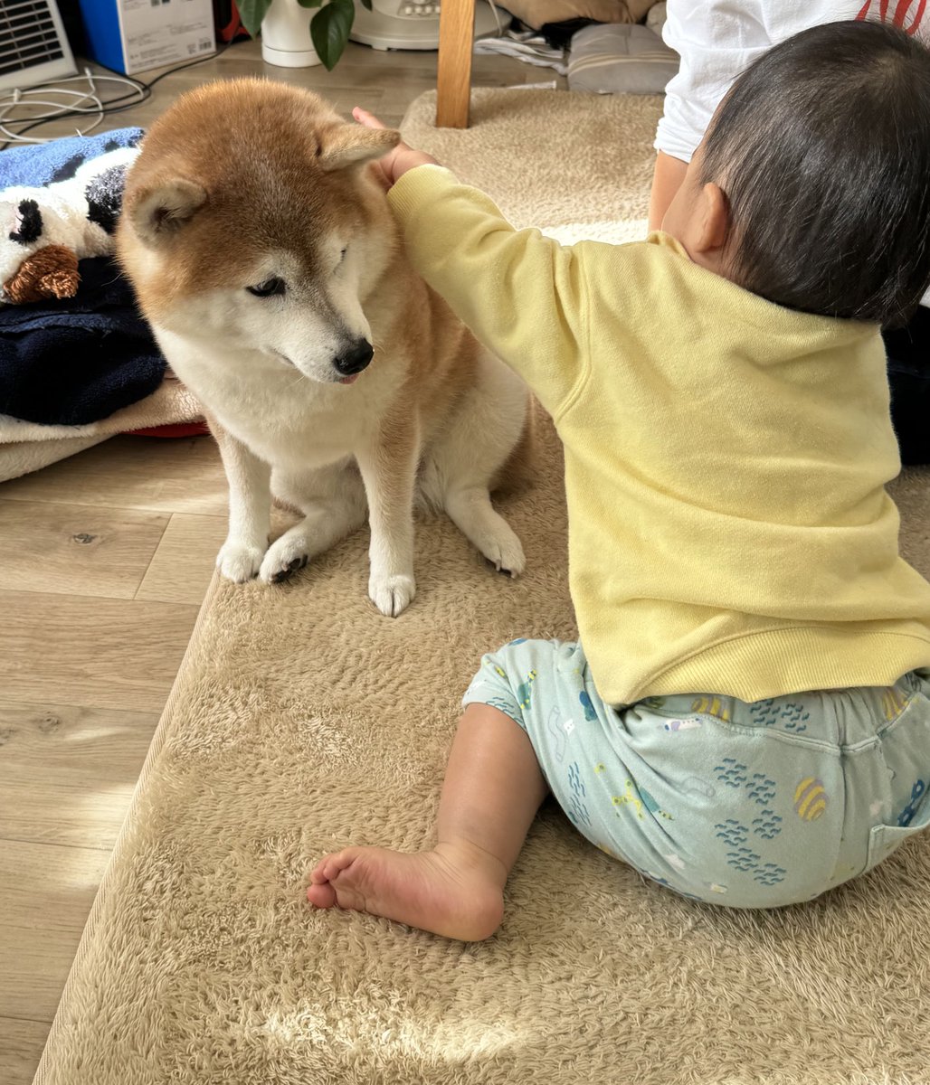 cha_kosan's tweet photo. ワンワン大好きな娘🐕

ちゃーこさんのことは、もっと大好き✨
（ちゃーこさんはえ？ってなってる） https://t.co/nu3YEVaq2n