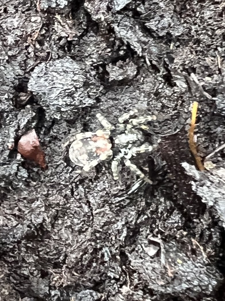 Sorry for the very bad photographs but any idea what this spider is? Saw several on a bare peat area in Co Tyrone earlier this year @BritishSpiders @josh_ecology @BuglifeNI @UlsterWildlife #spider