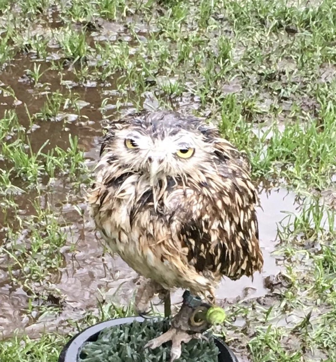 burrowingbolt's tweet photo. We’re getting just a little fed up of all the rain 🙄🦉🙄 #rainysunday #sunday #wetwetwet #soggyowl #owls #owlsofx #burrowingowl https://t.co/Y9778sEoBf