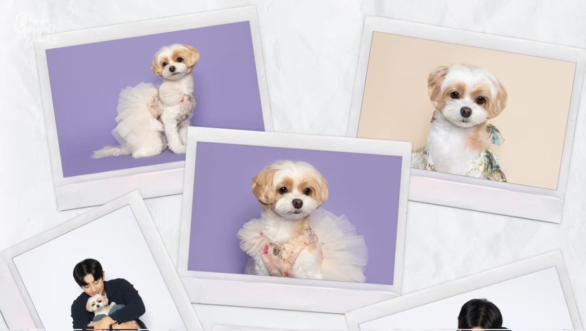 exopetsglobal's tweet photo. 231119 @/CHANYEOLyoutube Youtube Update

Daddy's little girl got her Profile Picture taken for her 3rd birthday~! 

🔗 https://t.co/x3Hbl9HrSR

#ZZAR #CHANYEOL @weareoneEXO https://t.co/KINNBsjBzt