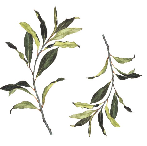 BotanicalShax's tweet photo. [The vision. Enter solemnly tripping one after another, six personages, clad in white robes, wearing on their heads garlands of bays, and golden vizards on their faces; branches of bays or palm in their hands...
> Henry VIII, 4.2
#ShakespeareSunday
#stagedirections https://t.co/BlgBW8tVOU