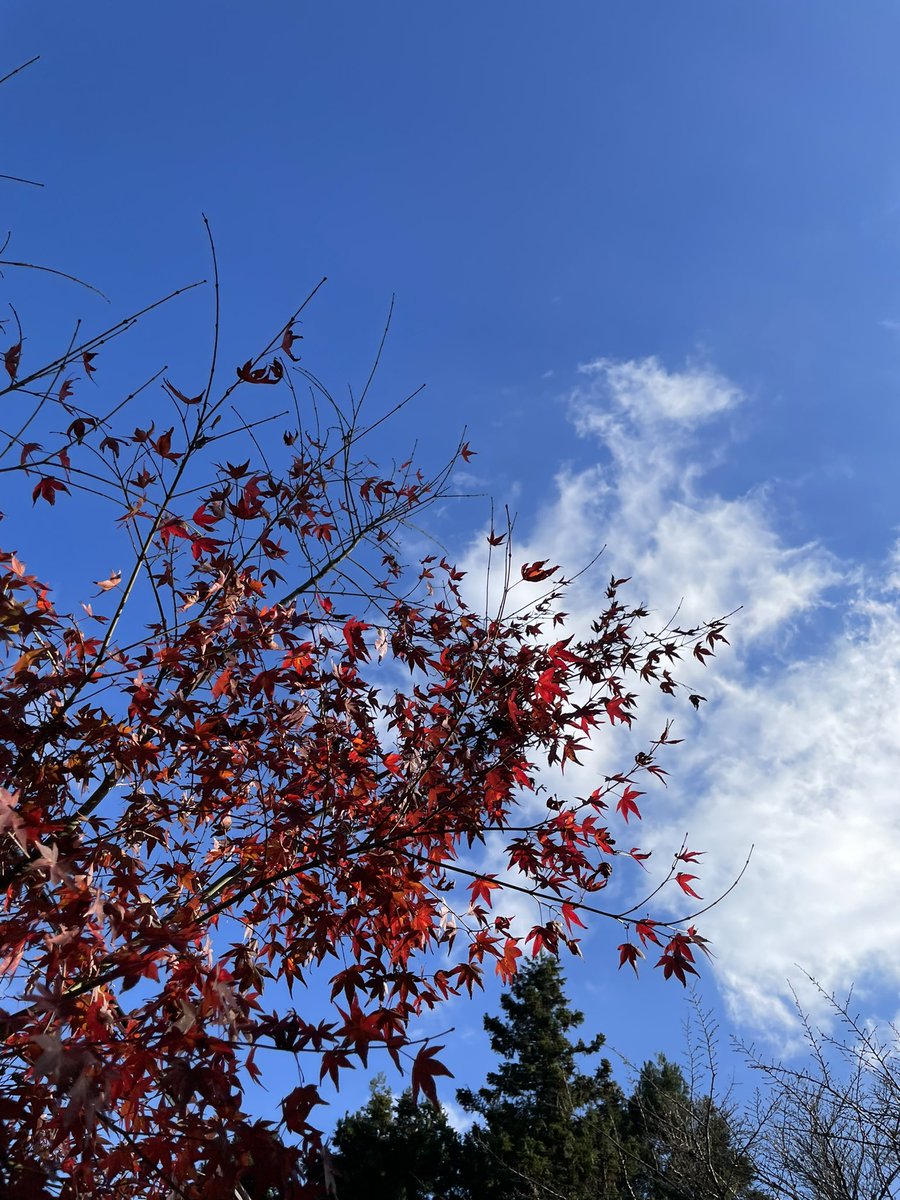 aoyade's tweet photo. 奈良の談山神社へ行ってきました

お昼頃は10℃くらい
ノーマルタイヤで行けました

十三重の塔を見て
我が子は大興奮✨

夜はライトアップも見てみたい
紅葉を見に行けてよかった https://t.co/D9YQLPgqC8