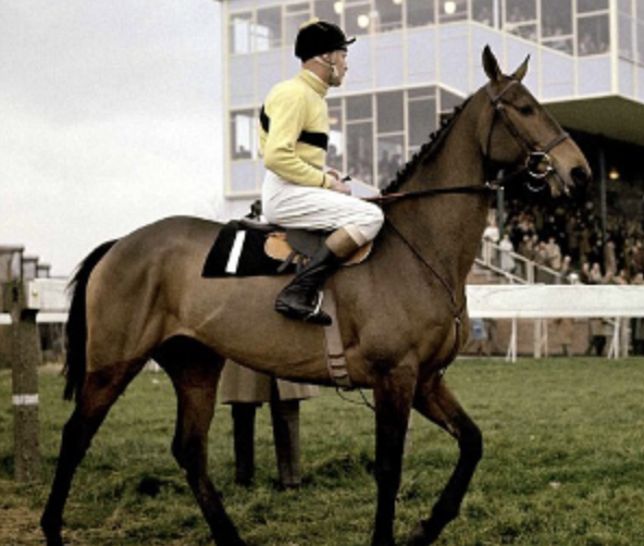 USASteeplechase's tweet photo. Horse of the Day - ARKLE ๐ฎ๐ช
Arkle was a class apart, he won 27 of his 35 starts, including 22 wins from 26 steeplechases, and he was placed in the other 4 races with mitigating circumstances for each defeat.
Was he the Greatest Steeplechaser ever? ๐ค
๐๐๐- Cheltenham Gold Cups (1964, 1965, 1966)
๐๐- Hennessy Gold Cups (1964 and 1965)
๐- King George VI Chase (1965)
๐- Irish Grand National (1964)
๐- Gallaher Gold Cup (1965)
๐- Whitbread Gold Cup (1965)
He carried more than 12th in weight in 14 of his races and won at distances from 1m 6f on the Flat up to 3m 5f over fences.
His superiority was such that handicapping procedures had to be altered to accommodate his dominance. Arkle was so good that he caused the rules to be changed - how many participants in any sport can claim that? But he was much more than a sensationally good racehorse. In an age when television coverage was rapidly increasing the popularity of steeplechasing, Arkle was the first horse who truly became a public figure, an equine god who took his place alongside the Beatles, Jackie Kennedy and El Cordobes in popularity polls.
Watch the 1965 King George VI Chase - Racing TV - https://t.co/InjaWQGPUJ
#GreatestRacehorses #Arkle #AThruZ