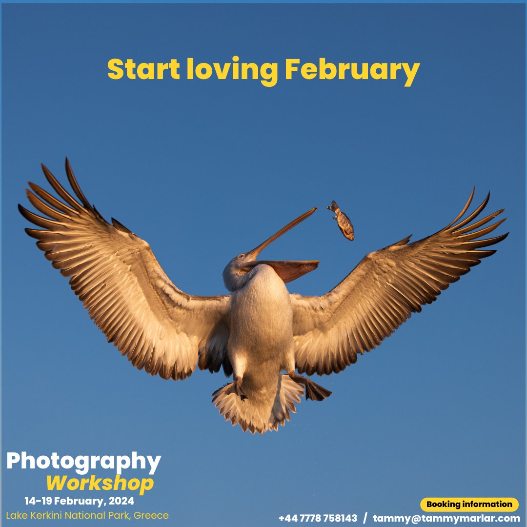 Bird lovers and wildlife photographers! Come with me for an amazing 5 day tour next February to Lake Kerkini in Northern Greece to photograph the iconic Dalmatian Pelicans & other bird species. For beginners, intermediate & advanced photographers alike. Dates 14-19th Feb 2024.