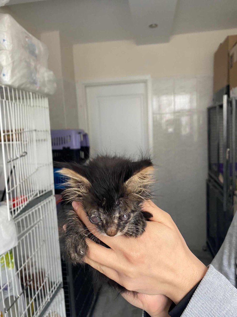 KALPLER ERİSİN
#ANKARA
Tedavi bitmek üzere.
Bir gözü kurtarma şansı var.
Cuma günü kadar sürecimiz var, sonra gidebilecek yeri yok ne yazık ki….
Yuvanızı açar mısınız lütfen?
İletişim: 05301829750 wp

#körkedi 
#blindcat 
#engellkedi