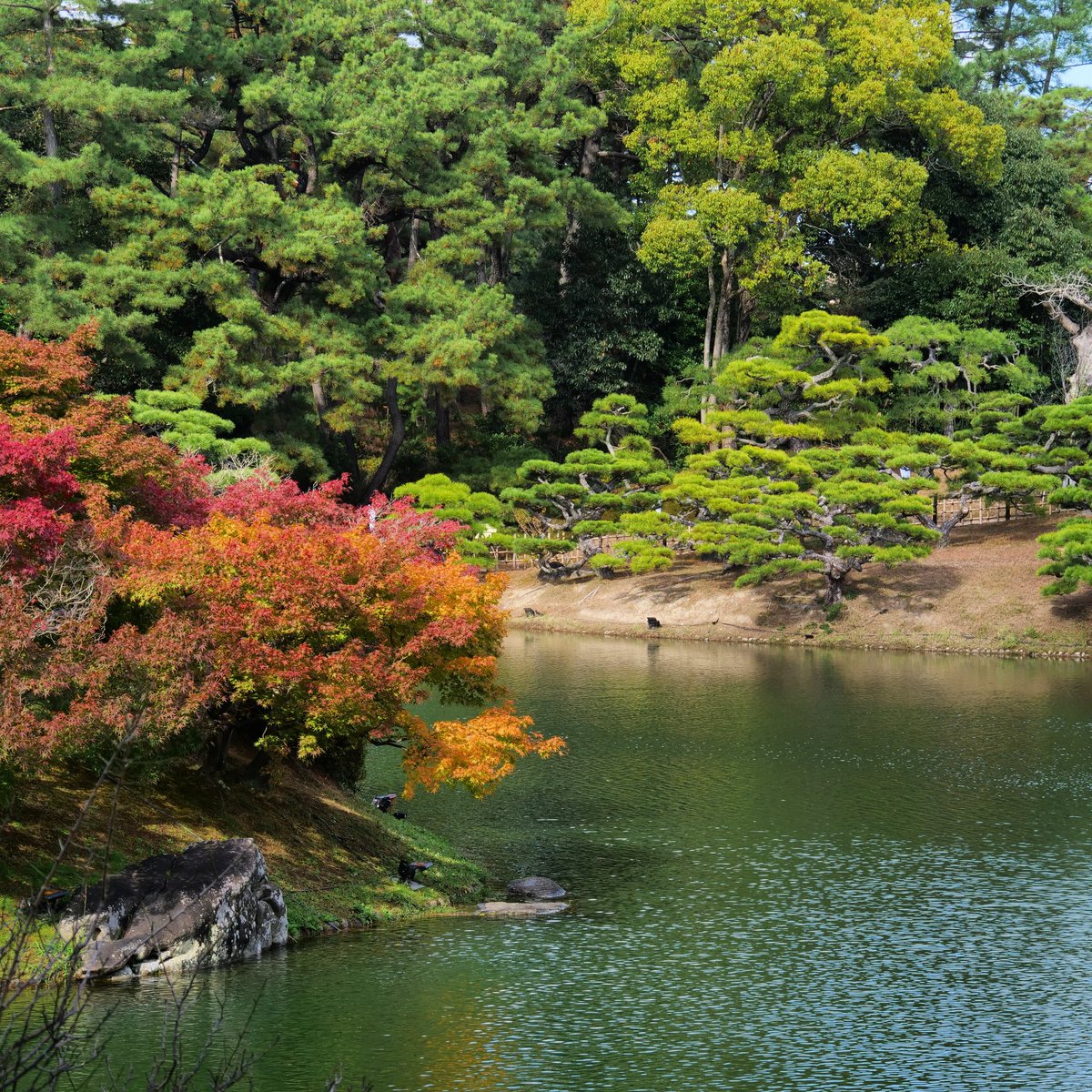 #Jardin #Ritsurin-kōen a #Takamatsu : un #dépaysement au bout de chaque #chemin

#LumixG9 #laowa7_5mm #LumixGvario14_140 #LeicaDGvarioelmar100_400

instagram.com/p/Cz1BlPyLeza/
