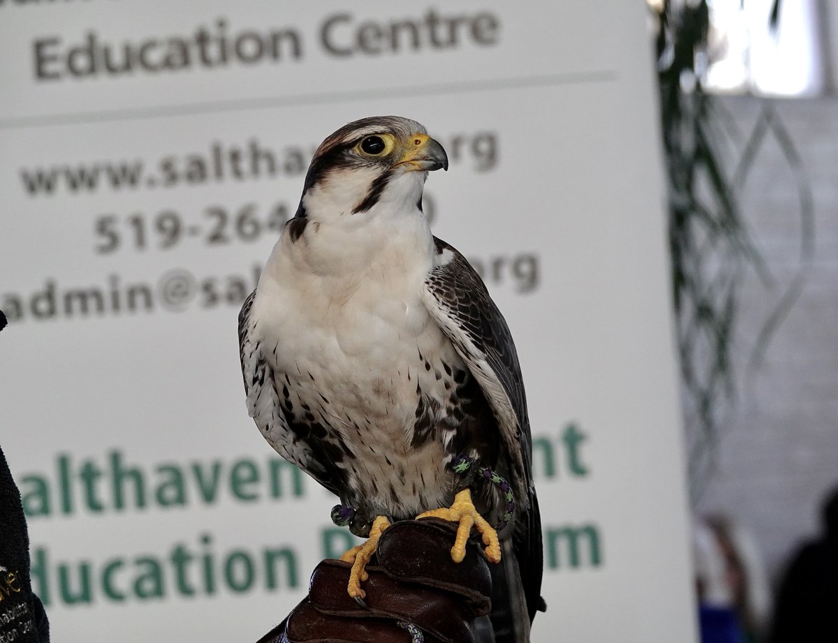 Chaukar the laggar falcon mascot of @salthaven_org was at Western Fair Market yesterday & will be there today along with Brian Salt. #ldnont