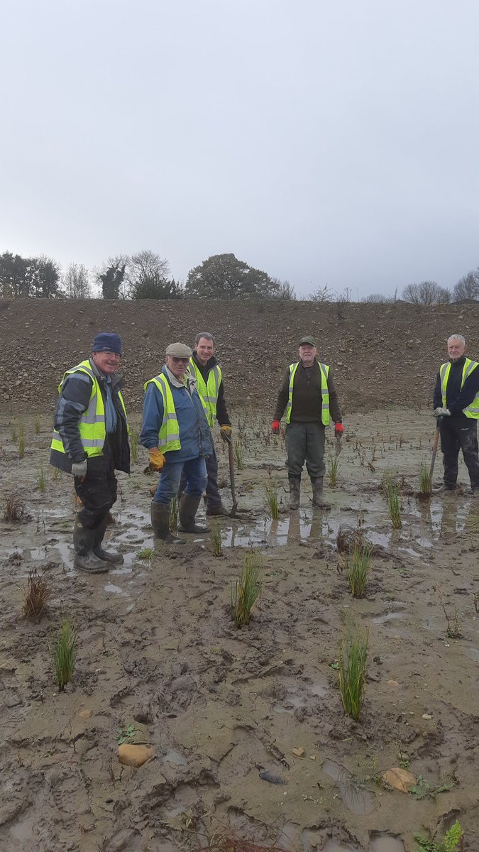 Another great Muck-in morning yesterday on Pennycroft. Over 400 plants of 5 species from @NosterfieldLNR habitat creation nursery planted. Most of the plants are Great Fen Sedge (Cladium mariscus). @quarry_nature @QLA_UK