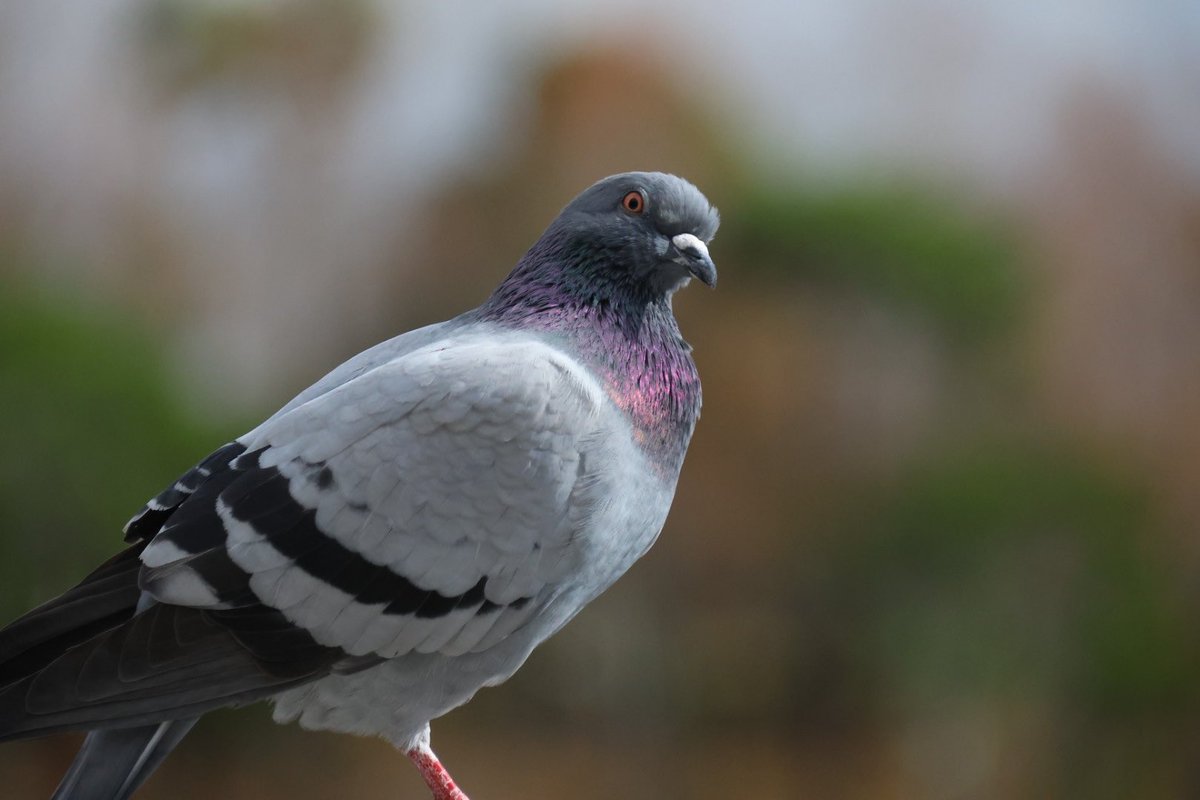 naga2camera's tweet photo. ナニ見てんだゴルァ

#eosr7
#sigma18-300mmf3.5-6.3dcmacro https://t.co/m3vE5NPUMA