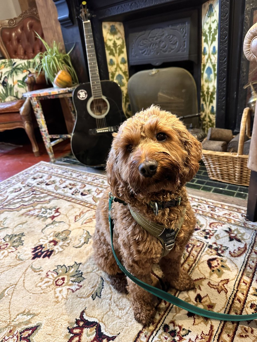 CockapooDaisy's tweet image. I’m sure there’s more puppuccino in the cup…