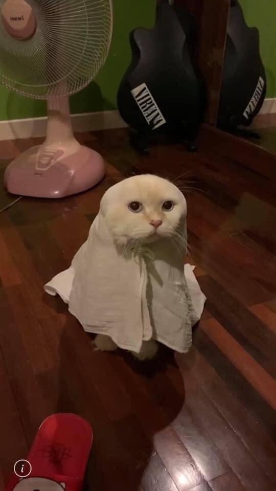 Trời lạnh vầy có đứa nào rủ t làm chầu nhậu ko 
#Cat #Funny #Cryptocurency