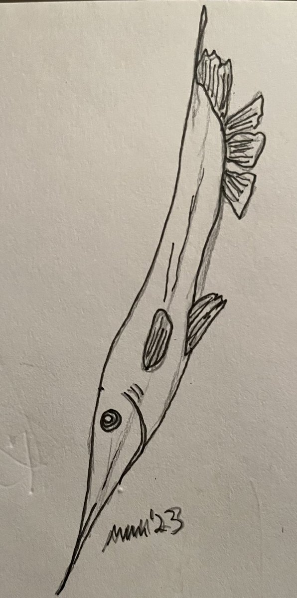 DrKVeeVee's tweet image. Quick shrimpfish sketch! They spend a good chunk of their lives in this angle. #SundayFishSketch