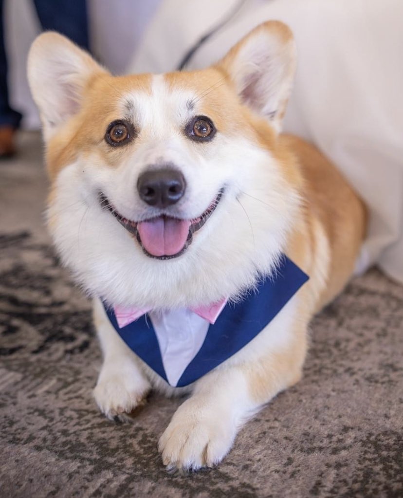 Some of my favourite photos from my hooman’s wedding day 👰🏼‍♀️💍🐾💗 #CorgiCrew #CorgiLife #wedding #DogOfHonour