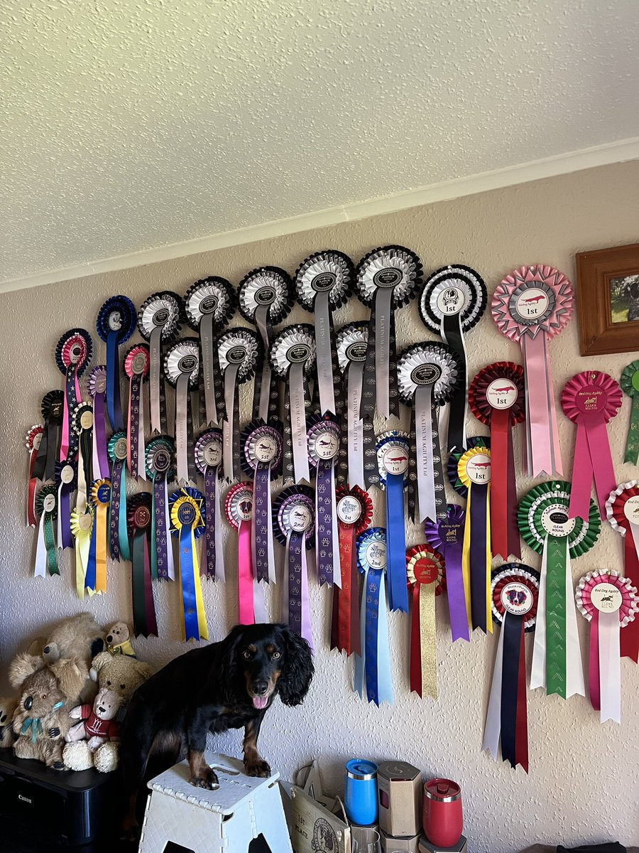 First season of competitions and so proud of Willow.  Please give her the thumbs up 👍🐾🐾🐾🐾🐾🐾