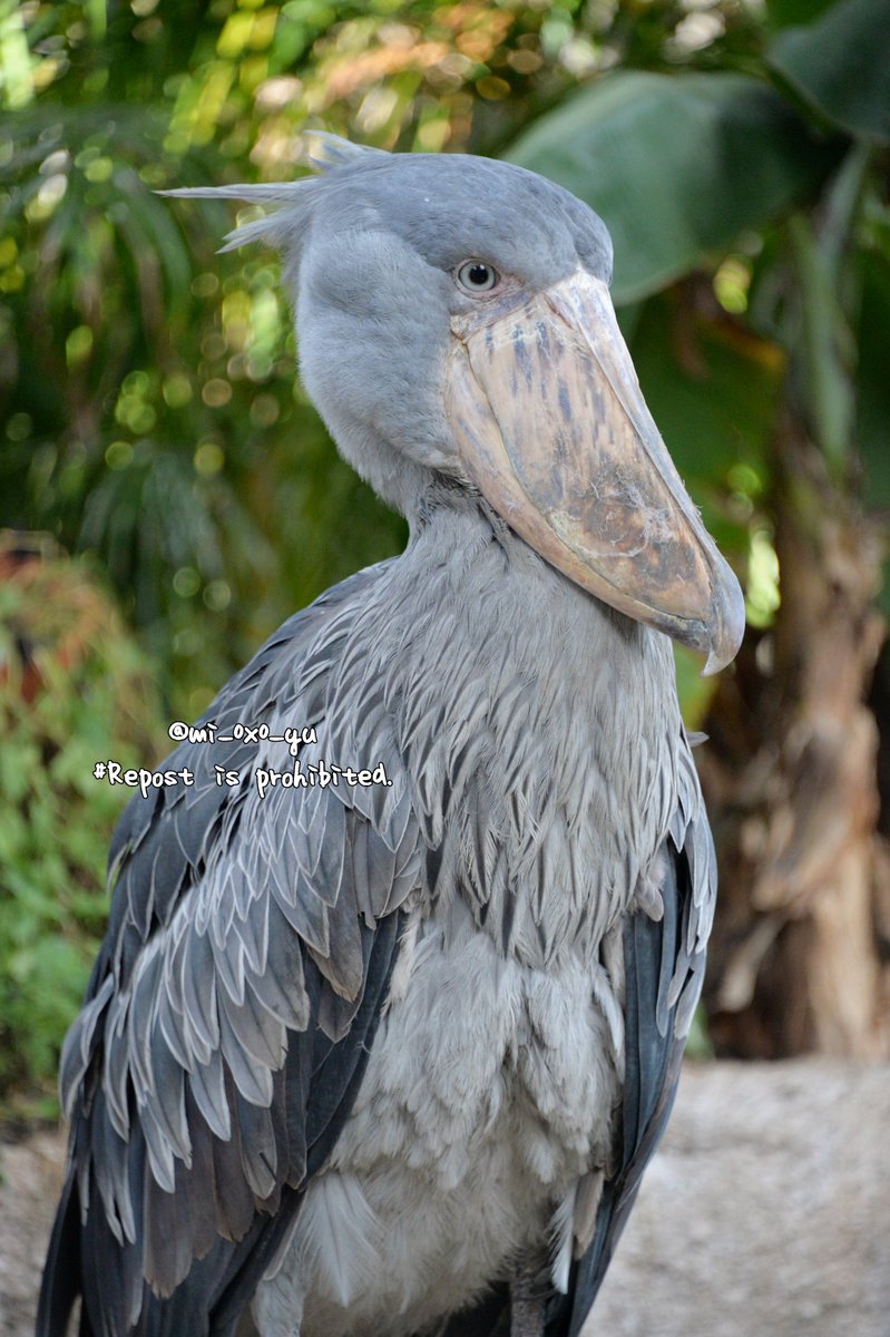 おはようございます。

#那須どうぶつ王国(天国支部) #ハシビロコウ #アサラト