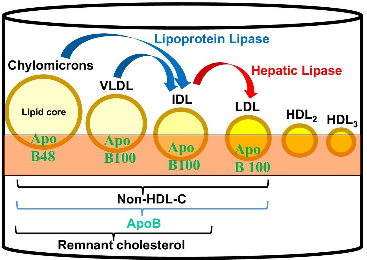 ZHeart11768530's tweet photo. Triglycerides revisited: is hypertriglyceridaemia a necessary therapeutic target in CV disease? @ESC_Journals
https://t.co/3G8clRP2Yj
#Cardiology #CardioEd #CardioTwitter https://t.co/h932cmHP0u