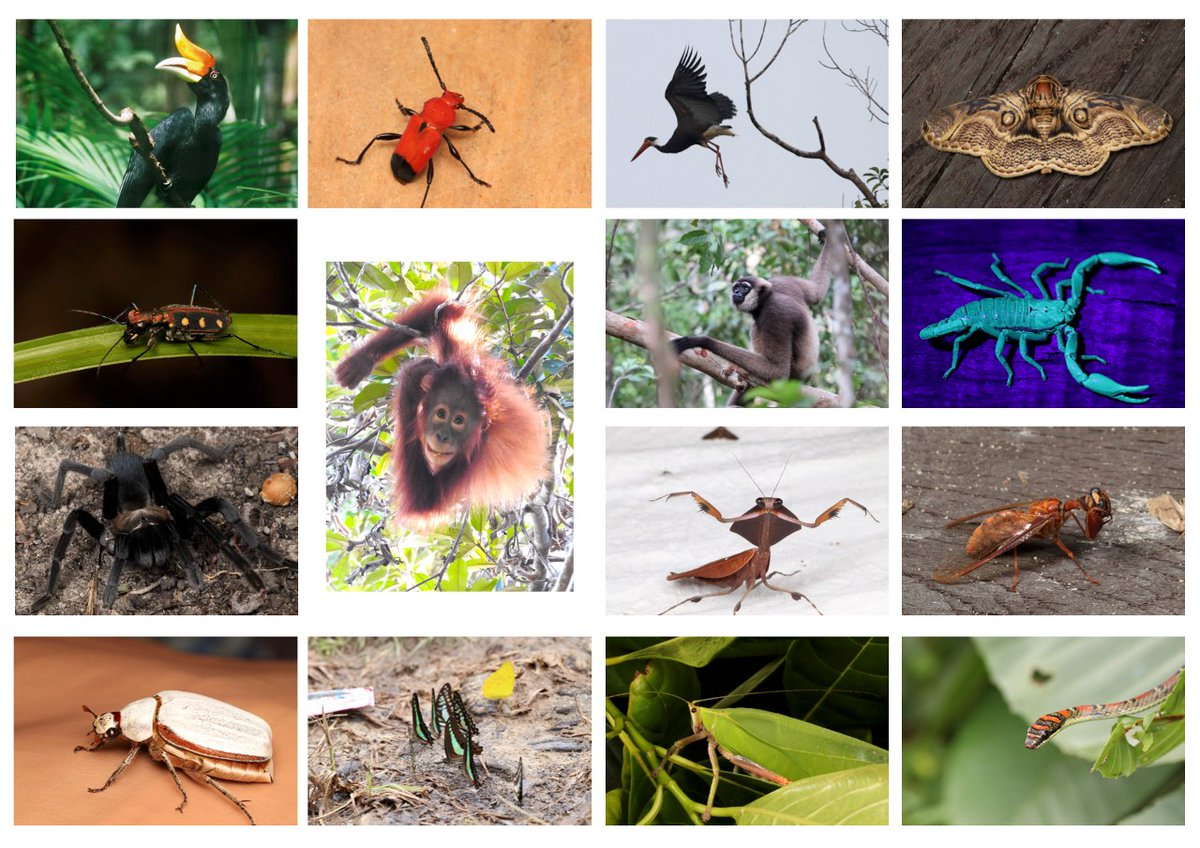 HUTANGroupJAPAN's tweet photo. 世界有数の美しい #熱帯林 が広がり「#生物多様性の宝庫」である #ボルネオ島( #カリマンタン島)
東南アジアの限られた地域にしか生息していない #オランウータン、#テナガザル、#サイチョウ、#マレーグマ、#ビントロング などはボルネオ島の #生態系 をつくる貴重な野生動物たちです🌏 https://t.co/yzSe913B8u