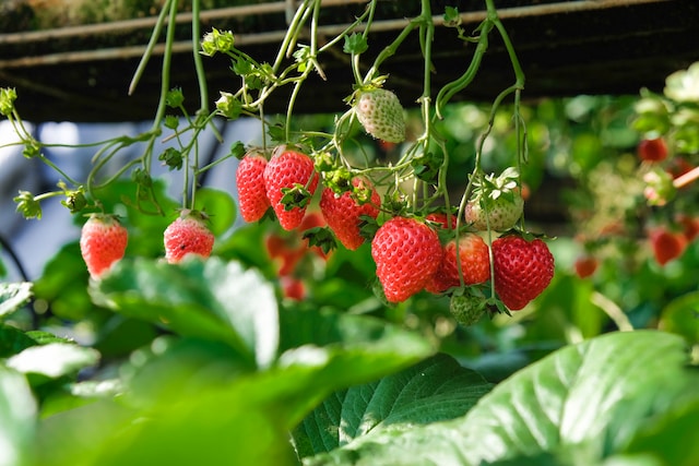 realdiethealthy's tweet photo. 🍓 Strawberries are not only delicious but also packed with vitamin C, which supports your immune system and skin health. #Strawberries #VitaminC #HealthySkin #ImmuneBoost #DeliciousBerries #healthcare #HealthyFaithChat https://t.co/SUimDZgXDx