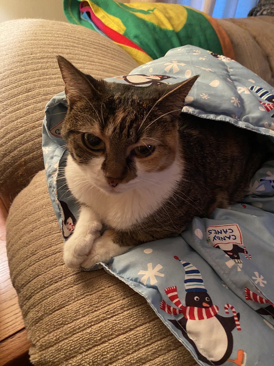 Elizabeth (Beth) Taylor tweet media