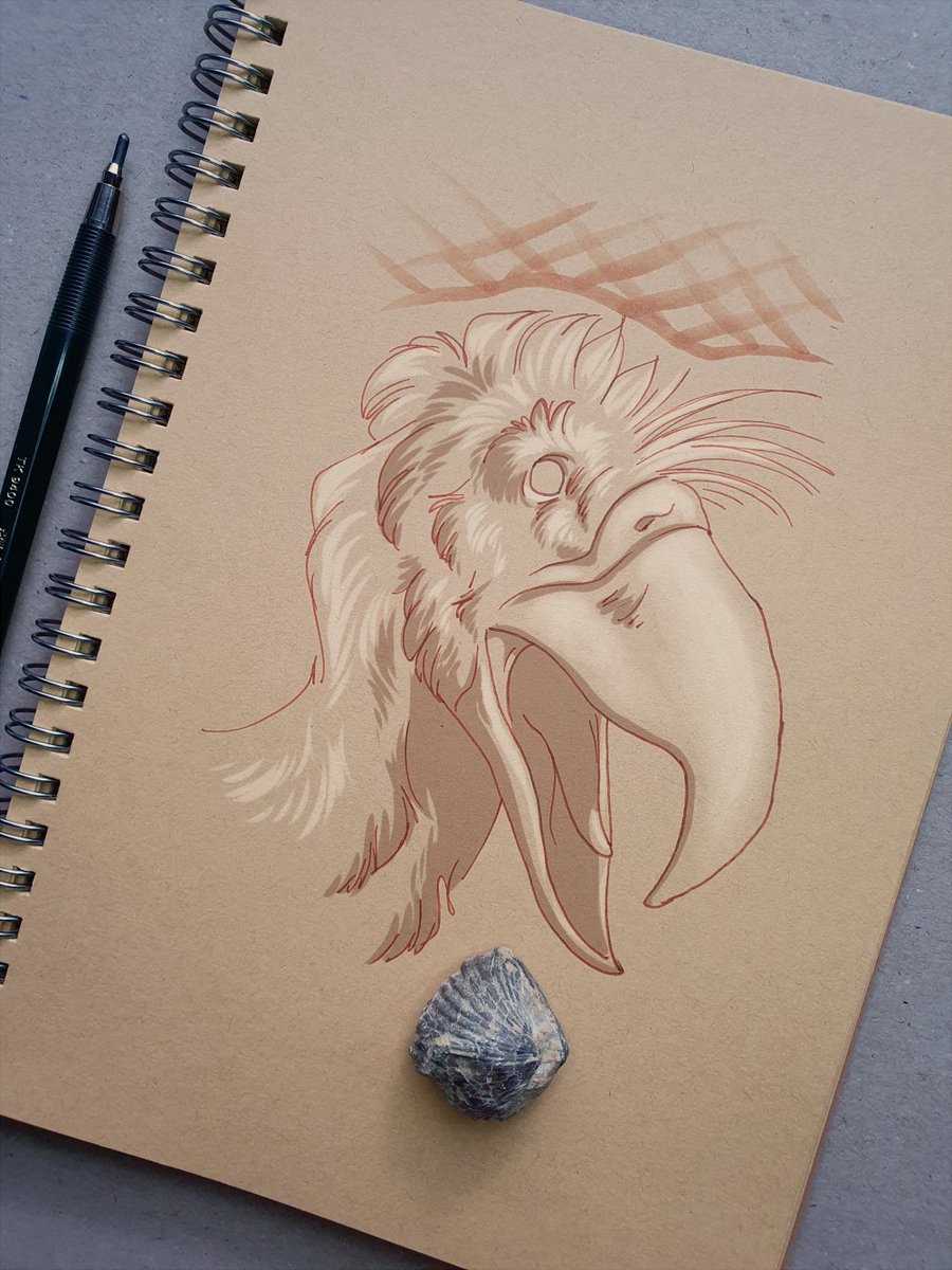 ConfusedHadro's tweet photo. #Archovember Day 19: Kelenken guillermoi

#paleoart #palaeoart #dinosaur #art #dinovember #Kelenken #Kelenkenguillermoi #Phorusrhacinae #Phorusrhacidae https://t.co/FZc5FTBJVv