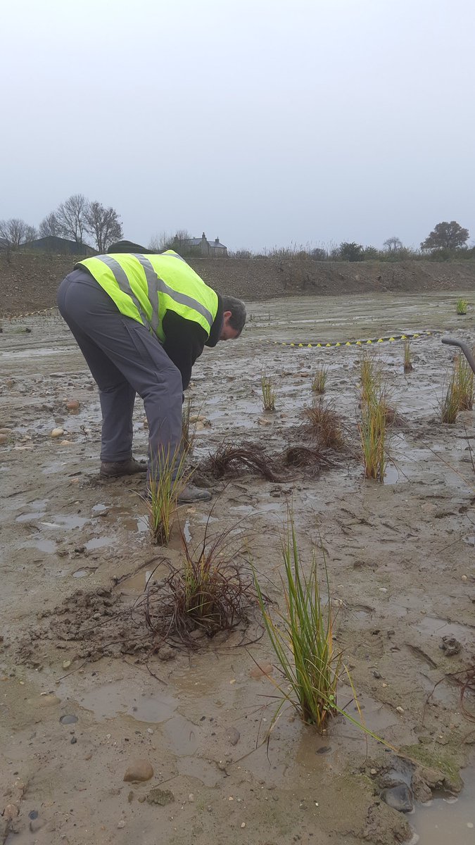 The habitat creation nursery @NosterfieldLNR has grown wetland plants for 5 years. Yesterday with our partners @highbatts the new Great Fen Sedge planting at Pennycroft (Ripon Quarry) was extended. Final water levels unknown, but this species has thrived on other sites.